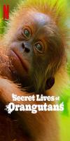 Secret Lives of Orangutans (2024) 